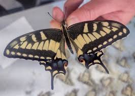 Attēlu rezultāti vaicājumam “Papilio machaon”
