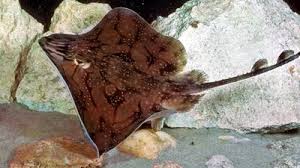 Image result for Dipturus batis