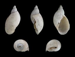 Attēlu rezultāti vaicājumam “Lymnaeidae”