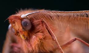 Attēlu rezultāti vaicājumam “Colotois pennaria”