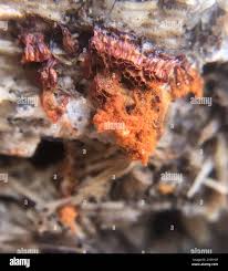 Attēlu rezultāti vaicājumam “Metatrichia vesparia spores”