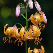 Image result for Lilium martagon `Arabian Night`