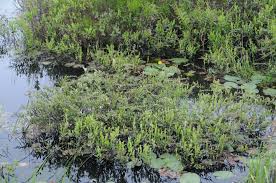 Attēlu rezultāti vaicājumam “Chamaedaphne calyculata”