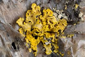 Attēlu rezultāti vaicājumam “Vulpicida pinastri”