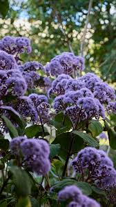 Attēlu rezultāti vaicājumam “Betula pendula flower”