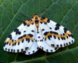 Attēlu rezultāti vaicājumam “Abraxas grossulariata pupa”