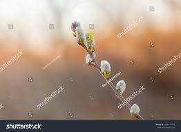 Attēlu rezultāti vaicājumam “Salix cinerea male flower”