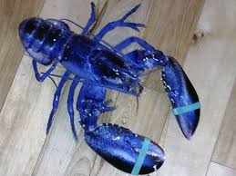 Image result for Homarus americanus