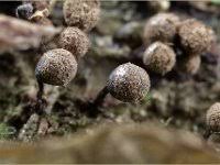 Attēlu rezultāti vaicājumam “Cribraria piriformis”