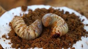 Attēlu rezultāti vaicājumam “Ceruchus chrysomelinus larva”