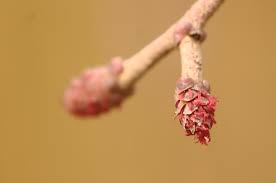 Attēlu rezultāti vaicājumam “Alnus glutinosa flower”