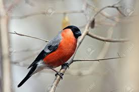 Attēlu rezultāti vaicājumam “Pyrrhula pyrrhula male”