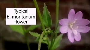 Attēlu rezultāti vaicājumam “Epilobium montanum flower”