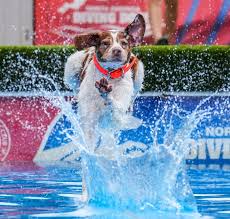 Image result for Splash Divers Sub Sub Aqua Club