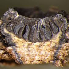 Attēlu rezultāti vaicājumam “Biscogniauxia marginata”