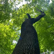 Attēlu rezultāti vaicājumam “Liriodendron tulipifera”