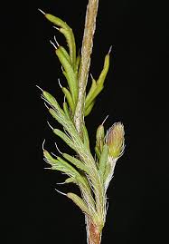 Attēlu rezultāti vaicājumam “Papaver argemone leaf”