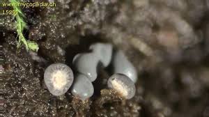 Attēlu rezultāti vaicājumam “Diderma chondrioderma macro”