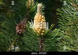 Attēlu rezultāti vaicājumam “Pinus mugo male flower”