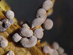 Attēlu rezultāti vaicājumam “Physarum cinereum macro”