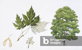 Attēlu rezultāti vaicājumam “Acer saccharinum flower”