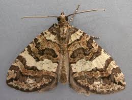 Attēlu rezultāti vaicājumam “Hydriomena furcata”