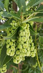 Attēlu rezultāti vaicājumam “Carex dioica fruit”