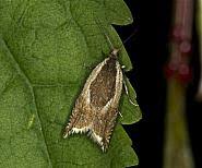 Attēlu rezultāti vaicājumam “Ancylis badiana”