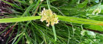 Attēlu rezultāti vaicājumam “Luzula luzuloides fruit”