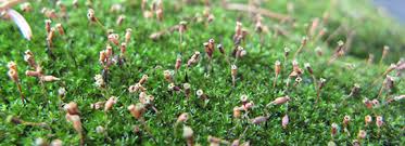 Attēlu rezultāti vaicājumam “Timmia megapolitana”