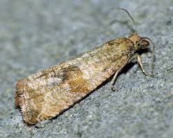 Attēlu rezultāti vaicājumam “Celypha striana”