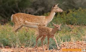 Attēlu rezultāti vaicājumam “Dama dama”