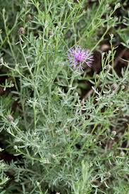Attēlu rezultāti vaicājumam “Centaurea stoebe leaf”