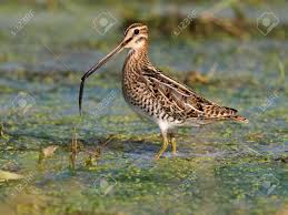 Image result for Gallinago gallinago