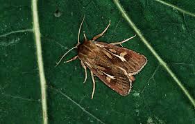 Attēlu rezultāti vaicājumam “Cerapteryx graminis”