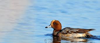 Attēlu rezultāti vaicājumam “Anas penelope”