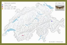 Attēlu rezultāti vaicājumam “Semioscopis oculella”