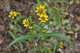 Attēlu rezultāti vaicājumam “Bidens cernua flower”