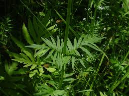 Attēlu rezultāti vaicājumam “Valeriana officinalis leaf”