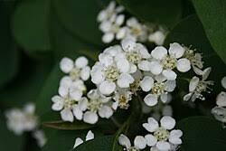 Attēlu rezultāti vaicājumam “Cotoneaster multiflorus”