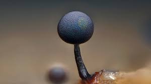 Attēlu rezultāti vaicājumam “Lamproderma pseudomaculatum”