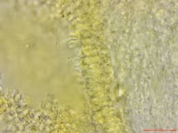 Attēlu rezultāti vaicājumam “Ceriporia”