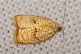 Attēlu rezultāti vaicājumam “Acleris forsskaleana”