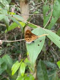 Attēlu rezultāti vaicājumam “Lycaeniinae”