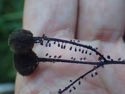 Attēlu rezultāti vaicājumam “Diachea muscorum”