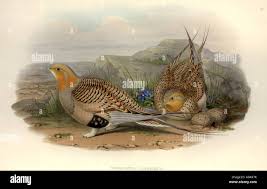 Image result for Syrrhaptes paradoxus