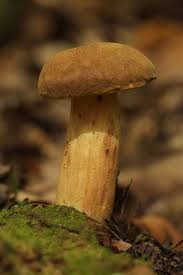 Attēlu rezultāti vaicājumam “Xerocomus pruinatus”