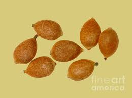 Attēlu rezultāti vaicājumam “Urtica dioica fruit”