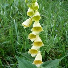 Image result for Digitalis grandiflora