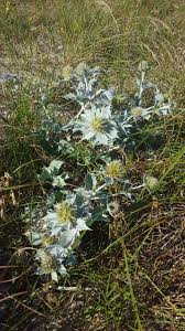 Attēlu rezultāti vaicājumam “Eryngium maritimum bud”
